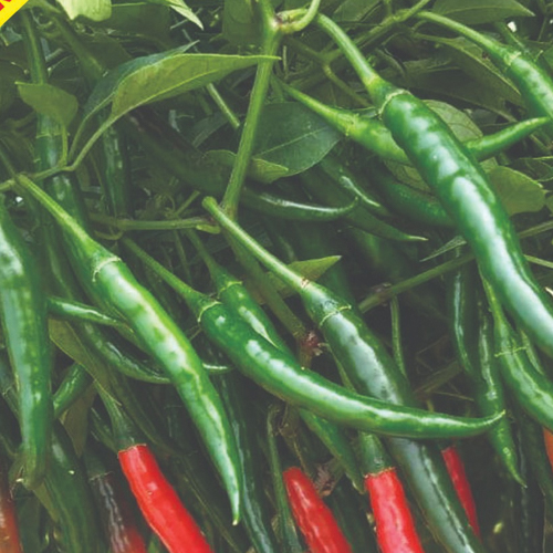 F1 HYBRID HOT PEPPER CHILLI HOT QUEEN